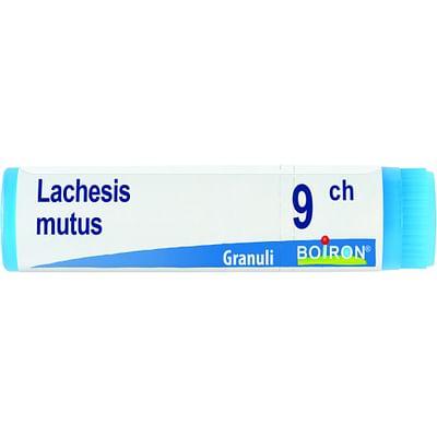 Lachesis Mutus 9 Ch Globuli