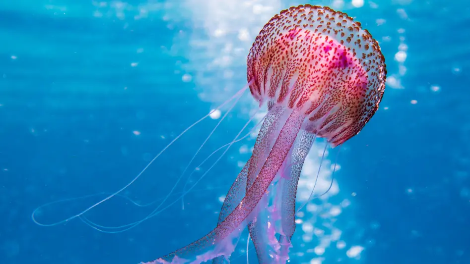 Cosa fare in caso di puntura di medusa