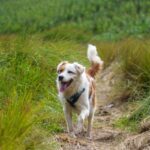 CBD per cani: tutti i benefici per il tuo animale