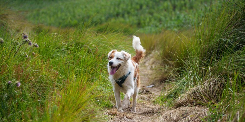 CBD per cani: tutti i benefici per il tuo animale