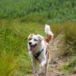 CBD per cani: tutti i benefici per il tuo animale