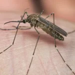 Zanzara Culex portatrice del virus West Nile