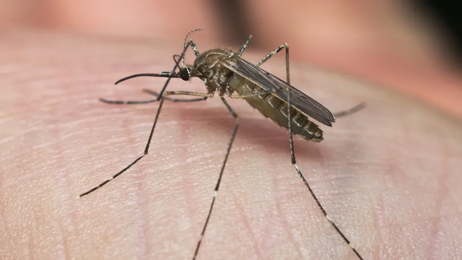 Virus West Nile: cosa sapere e cosa fare