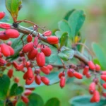 Pianta da cui è estratta la berberina