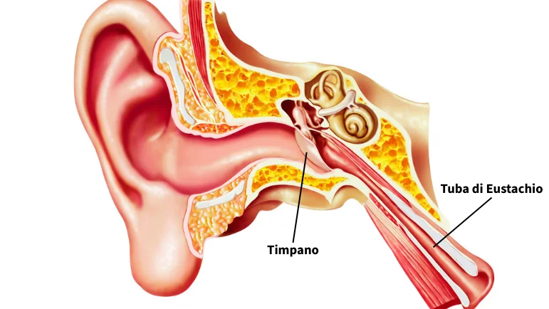 Rappresentazione dell'interno dell'orecchio con evidenza sulla tuba di Eustachio e il timpano